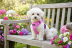 Small fluffy dog in pink harness sitting on a garden bench with flowers