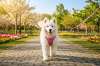 Small fluffy dog wearing pink no-choke harness on a sunny park walk
