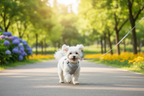 Small fluffy dog wearing white no-choke harness on a sunny park walk