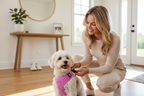 Woman clipping pink dog harness onto small dog at home